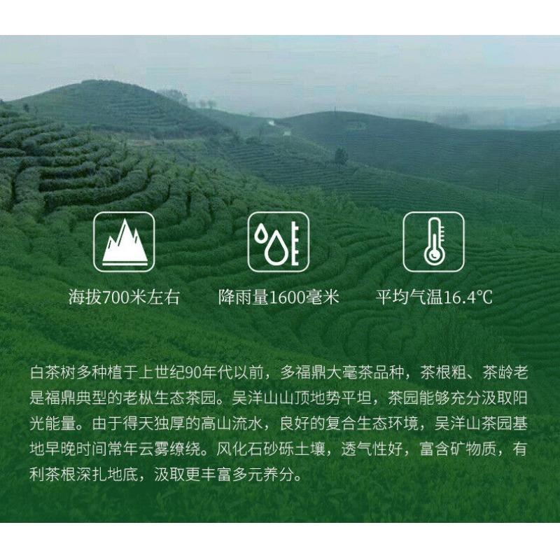 350 g di tè bianco Fuding Panxi Gongmei Shoumei Gaoshan Sunshine Vecchia torta di tè bianco
