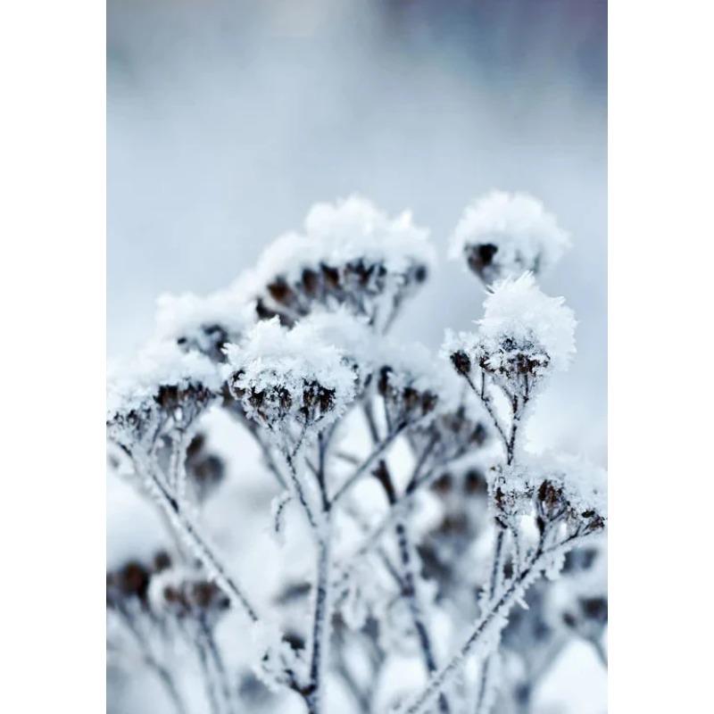 Wall Art Winter Snow Forest Train Deer Squirrel Pine Cone Canvas Painting Posters and Prints for Living Room Home Decor