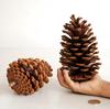 1-15Cm Natural Pine Cone Christmas Decoration Pendant Creative Ornament Shooting Prop Dried Flower Pine Tower