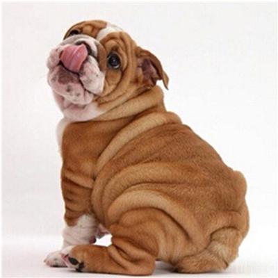 Completo 5D pittura diamante fai da te cartone animato simpatico cane ricamo punto croce decorazioni per la casa regalo fatto a mano