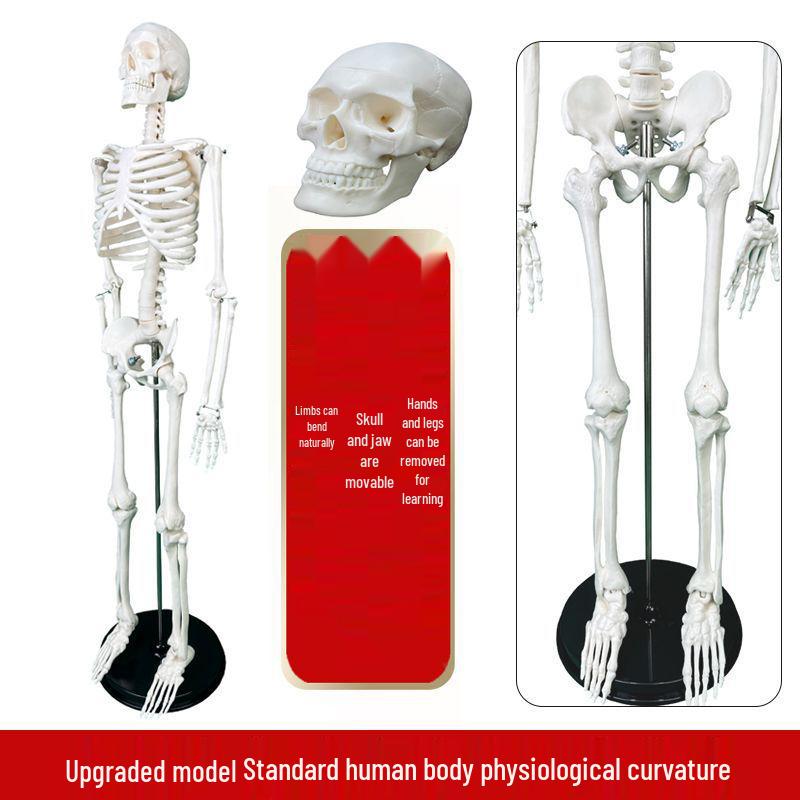 Компактная цветная модель человеческого скелета с сердцем, нервами, мышцами, обозначением мест начала и прикрепления - Варианты высоты 85 см/45 см, Белый.