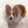 Breathable Dog Anti-Eating Veil Comfort Adjustable Pet Protective Mask Polyester Elastic Pet Dog Mouth Cover