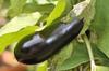 SAFLAX - Garden in the Bag - Organic - Aubergine - Long Purple - 20 seeds - With substrate in a fitting stand up bag - Solanum melongena