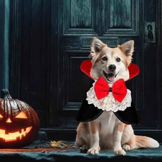 Pet Halloween costume vampire cape dog cat funny wear easy put on take off disguise party Christmas photo commemorative shooting