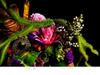ENCYCLOPEDIA OF FLOWERS Plant Encyclopedia