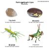 Frog Life Cycle Model Set: Tadpole to Frog Educational Toys for Kids