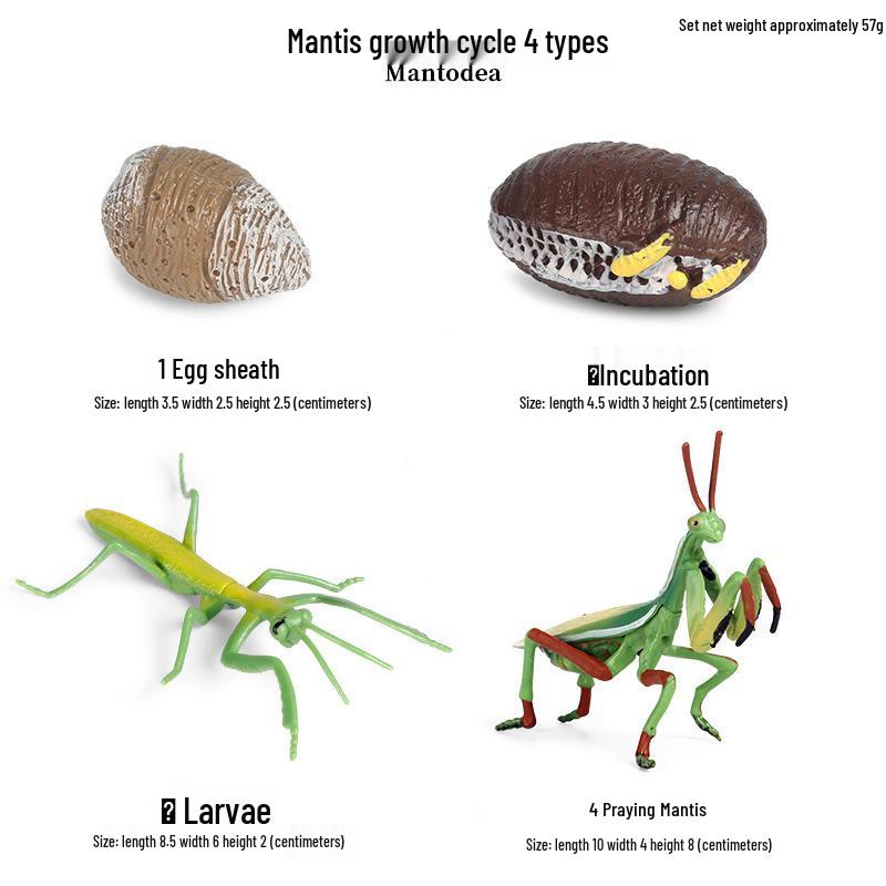 Frog Life Cycle Model Set: Tadpole to Frog Educational Toys for Kids