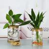 Transparent Hydroponic Plants Flower Pot Thickened Glass Transparent Glass Pots Round Mini Ecological Glass Vase Gardening