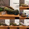 3d Esox Piranha Trout Fish Plush Toy Stuffed Doll Cartoon Decoration Gift Kids