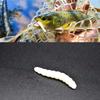 MNFT 40PCS 3.8cm 0.6g Bass Fishing Worms Lures Green/White Silicone Soft Maggot Baits Bread Worm Fishing Lure