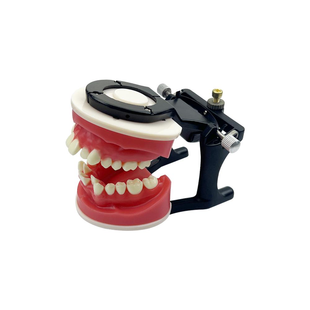 Dental Orthodontic Training Jawbone Model Wax Gingiva Orthodontic Treatment Dental Model