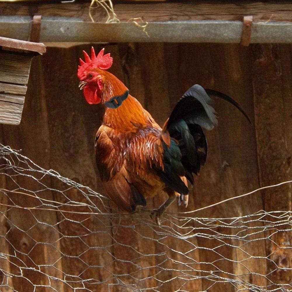 Supplies Poultry Neck Noise Free Neckband Collars Chicken Collar Anti-Hook No Crow Rooster Collar