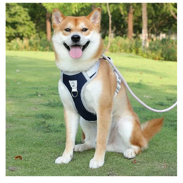 All-in-one Design Dog Leash Collar Set for Small Medium Dogs, Durable Braided Rope Slip Lead Pet Training Leash