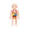 DIY Human Organ Model Puzzle for Kids - STEAM Educational Toy