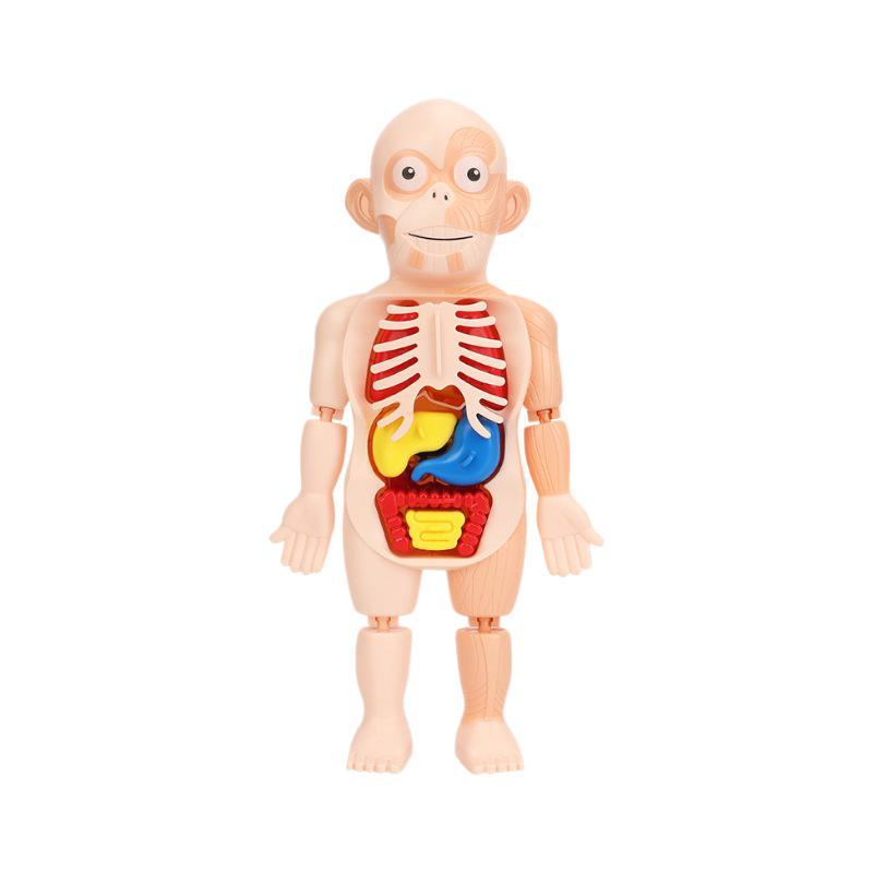 DIY Human Organ Model Puzzle for Kids - STEAM Educational Toy
