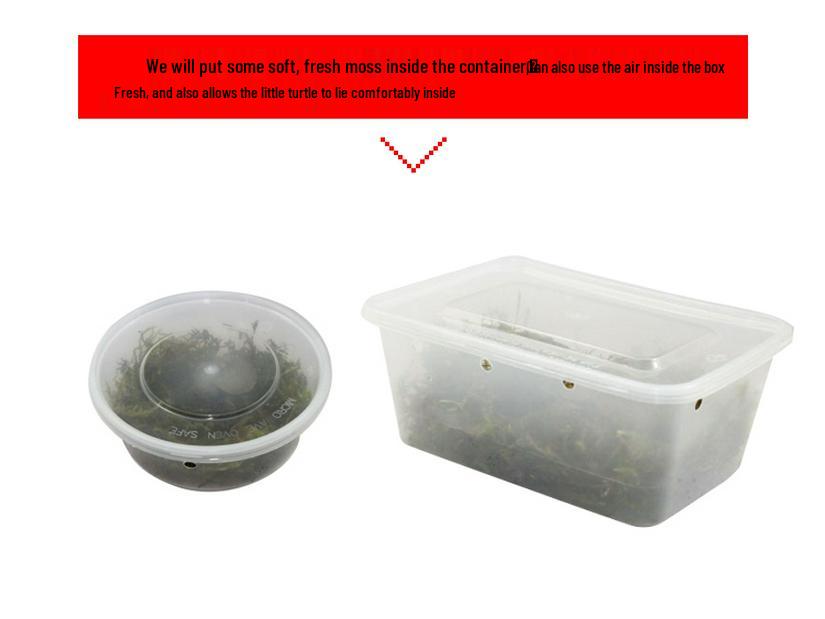 Mississippi Map Turtle Hatchlings - Outdoor Pond Pets, Small Deep Water Turtles, Internet Favorites