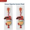 Human Digestive System Anatomy Model: Stomach, Intestines, Nasopharynx & Larynx Sections