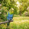 Adjustable Parrot Flying Harness Safety Anti-loss Bird Harness Vest Lightweight Cowboy Style Parrot Chest Harness Travel
