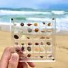 Acrylic  Seashell Display Box Seashell Display Diamond Storage Box Small Craft Organizers Compartment