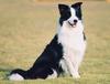 ZHONGXIN MADE Border Collie Realistic Stuffed Toy Stuffed Toy…