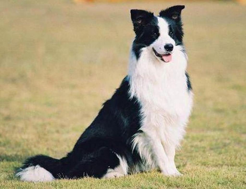 ZHONGXIN MADE Border Collie Realistic Stuffed Toy Stuffed Toy…