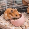 Voor dieren – Knaagdieren