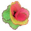 Simulation Coral Decoration Fluorescent Fish Tank Plants Decoration for Landscape Decor Colorful