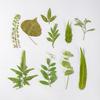 Pressed Dried Leaves Plant for Resin Molds Natural Pressed Dried Leaves For Scrapbooking Soap Candle Jewelry Making