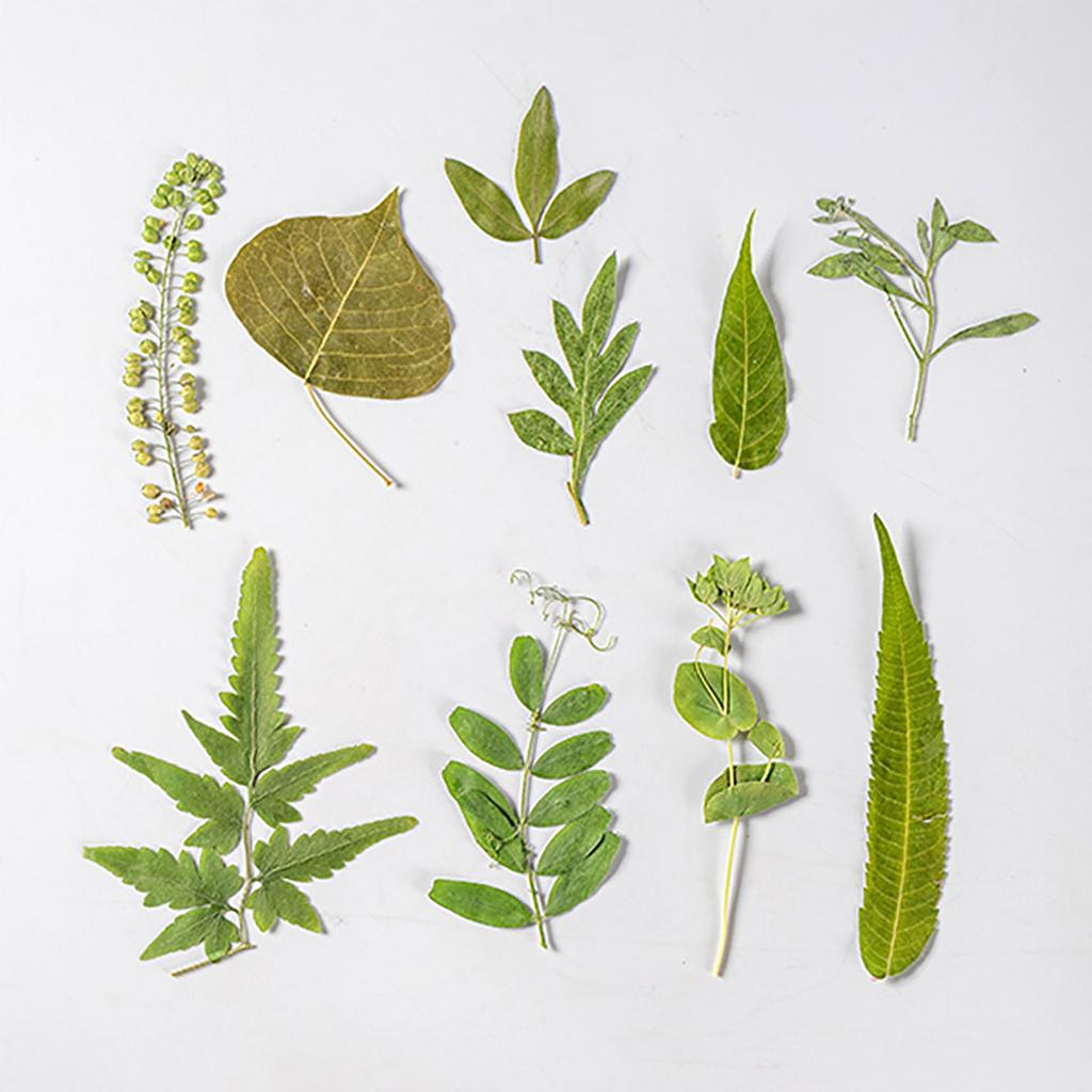 Pressed Dried Leaves Plant for Resin Molds Natural Pressed Dried Leaves For Scrapbooking Soap Candle Jewelry Making