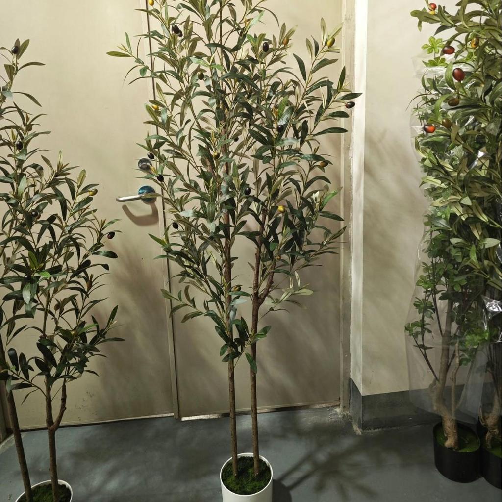 Olive Tree Potted Plant - Indoor Decor Simulation for Living Room