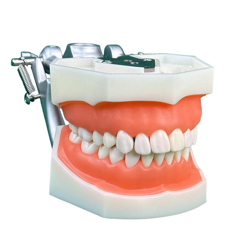 Прозора Знімна Повна Модель Щелепи з М'якими Яснами та Зубами для Підготовки до Імплантації