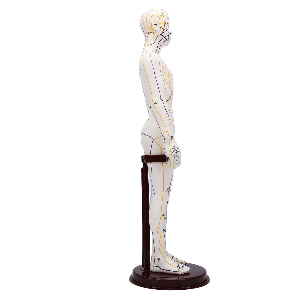 52cm Acupuncture Model 360 Degree Rotatable Arms Acupoint Body Model for Student Teaching Demonstration White Men