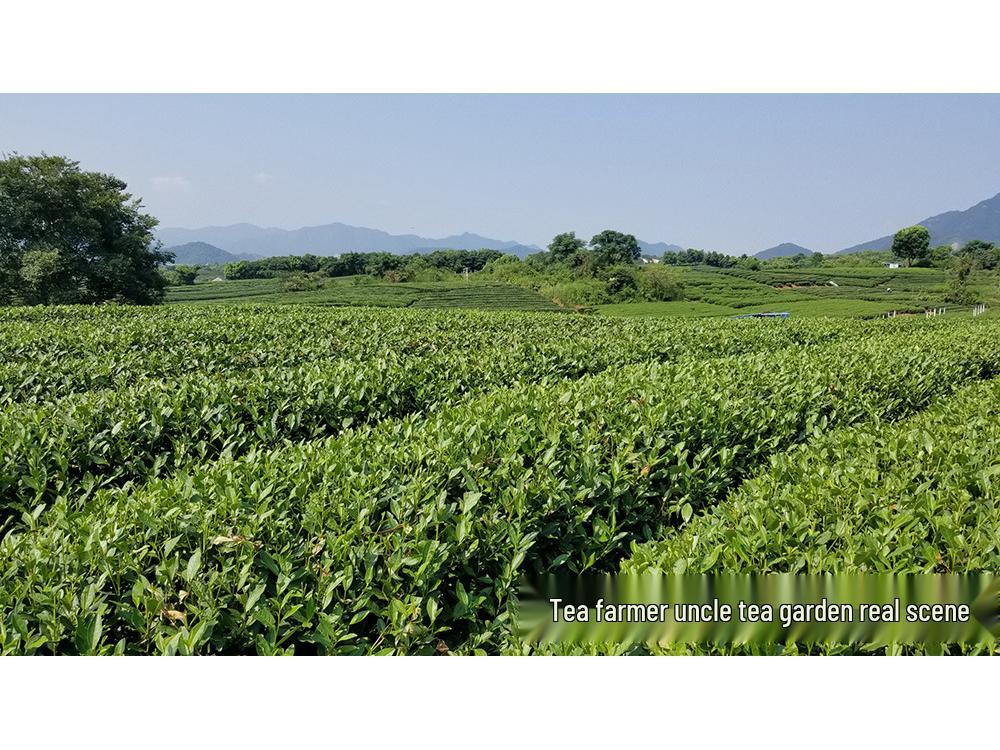 Uncle Phoenix Mao Feng White Tea - Pre-Rain First Grade 2025 Spring Green Tea