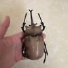 Biographical Analysis of Deer Antler Beetle and Claw Shaped Insect Beetle Gacha Simulation Animal Movable Joints Figure Toys