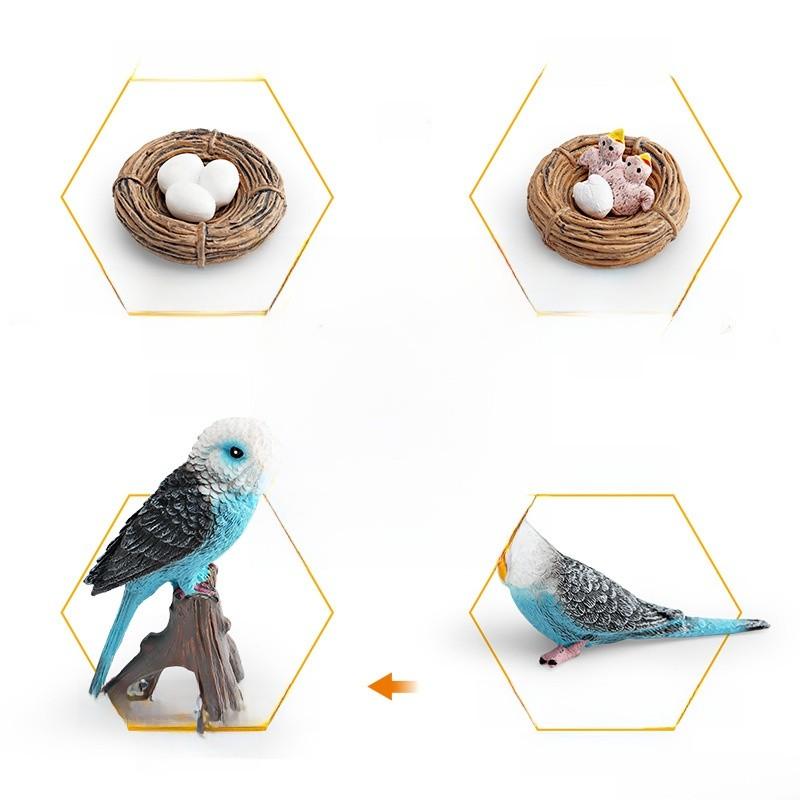 Childrens Parrot Model Pvc Growth Cycle Educational Bird Display For Kids