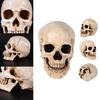 Realistische Lebensgroße Menschliche Anatomie Weiße Harzreplik Schädel Für Halloween-Dekor