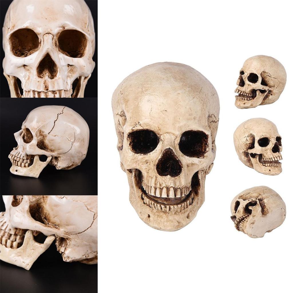 Realistische Lebensgroße Menschliche Anatomie Weiße Harzreplik Schädel Für Halloween-Dekor