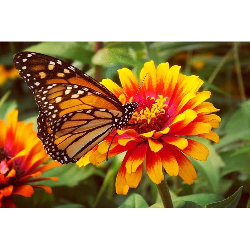 

Весенне-летний флаг «Бабочки и цветы», «Ромашковый сад», 3x5 футов, двусторонняя печать, флаги 3 x 5 футов с латунными люверсами для дома, улицы, помещения 3x5 Ft