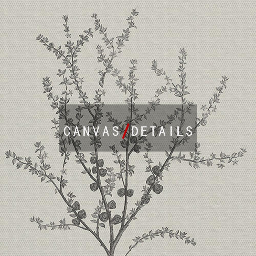 Botanical Posters Prints Abstract Leaves Canvas Painting Vintage Beige Wall Art Pictures Modern Living Room Home Decor