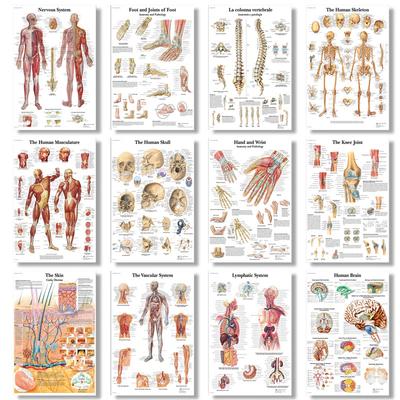 The Body Structure Skeleton Wall Art Nervous System Anatomy Canvas Picture Education Poster Medical Decoracion Painting Prints