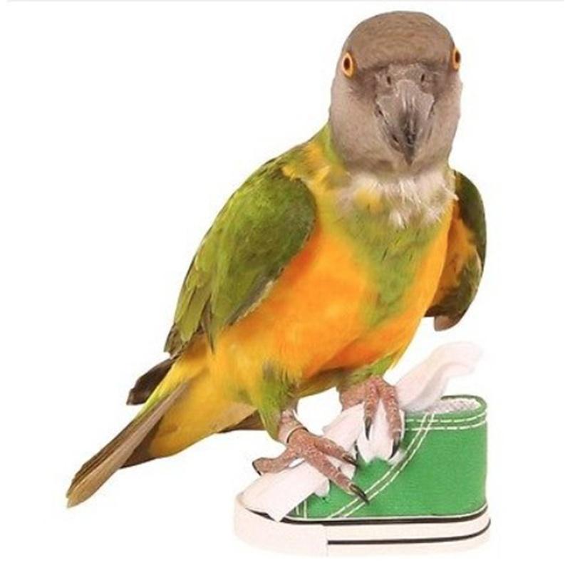 Creativity Cartoon Mini Canvas Shoes Birds Cute Parrot Craft Toys LS
