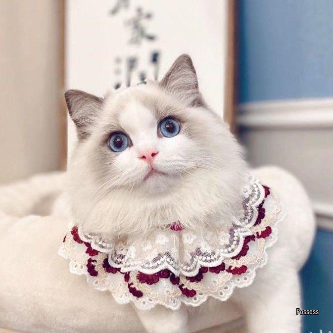 Festive Red Dog Bib Scarf for Weddings: Border Collie & Golden Retriever