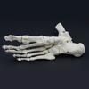 Life Size Human Foot Ankle Model Medical Anatomy Foot Skeleton Model with Base for Medical Classroom Education Learning