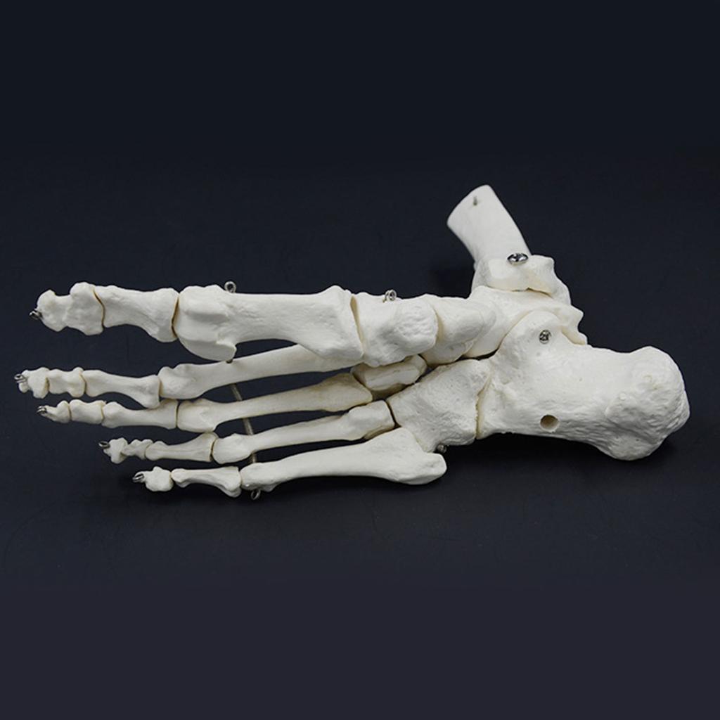 Life Size Human Foot Ankle Model Medical Anatomy Foot Skeleton Model with Base for Medical Classroom Education Learning