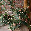 52cm Length Artificial Rose Vine Rose Bud Vine Style Hanging Plants Chain Design Leaves Greenery Artificial Rose Flowers