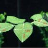 1Pcs Fish Tank Fake Plants Decoration Green Leaf Hammock For Betta Fish Stress-Reducing Aquarium Decor With Suction Cup