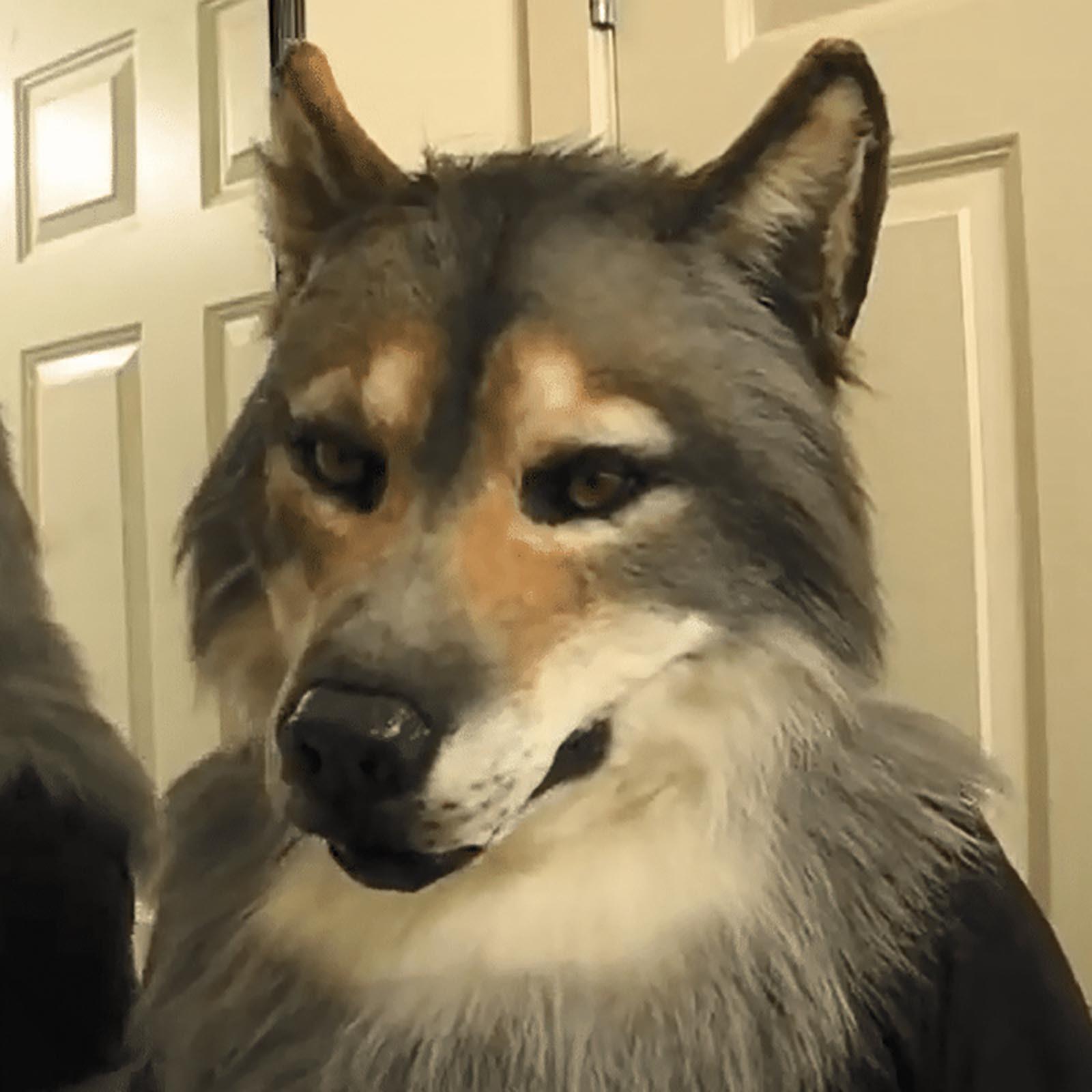 

Головной убор Костюм Маска Волк Головной убор Маска Хэллоуин Рождественский костюм