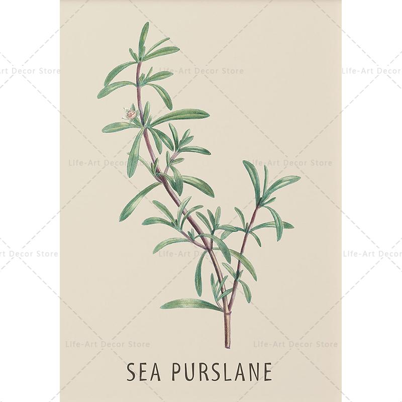 Roślina, kwiat, badania, plakat retro, druk botaniczny, plakaty ziołowe, obraz vintage na płótnie, obraz na ścianę do salonu,