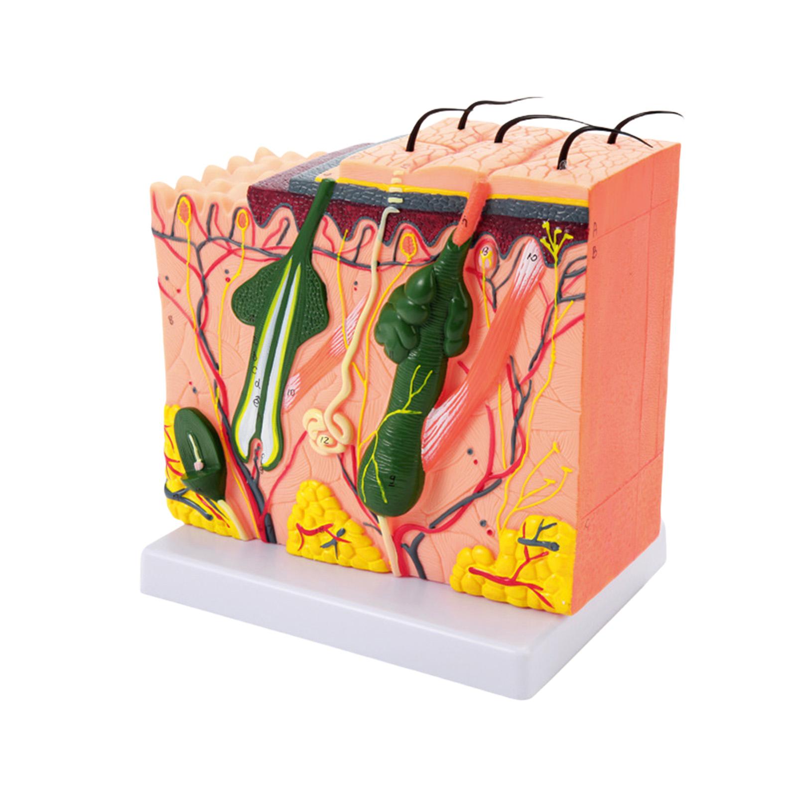 Модель кожи человека 35/50/70/85X Увеличенная анатомическая модель структуры кожи Обучающая медицинская модель для научного изучения C