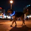 New LED Dog Collar USB Rechargeable,3 Mode Adjustable Glowing Dog Collar for Night Walking,Safe Reflective Pet Collar